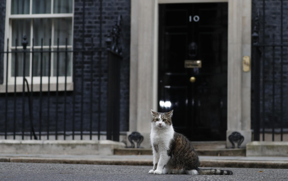 Larry the Cat was brought in to catch mice at Number 10 Downing Street.