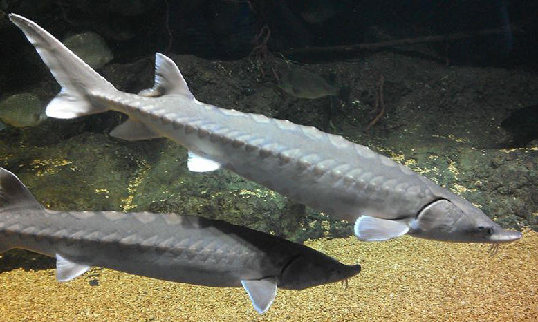 Endangered Atlantic Sturgeon grow To 14 feet, 800 pounds during 60-year life span.