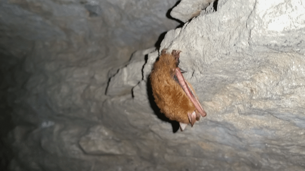 A bat sleeping in the cave.