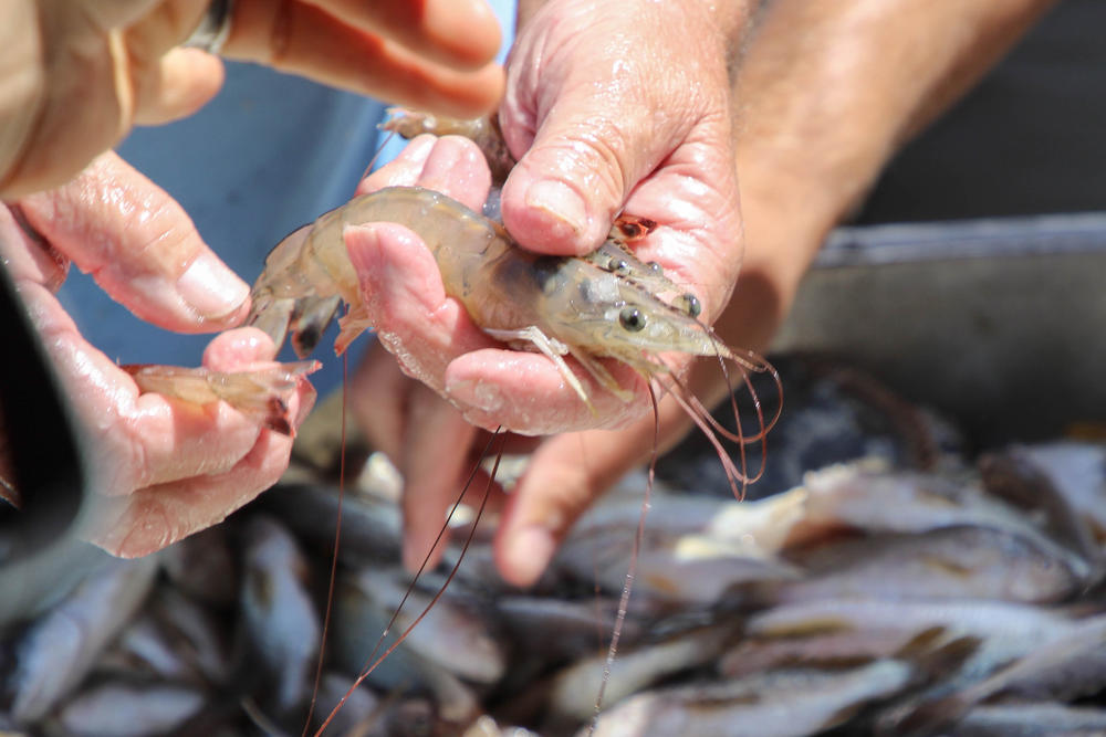 A shrimp showing evidence of black gill, which scientists now believe is linked to climate change.