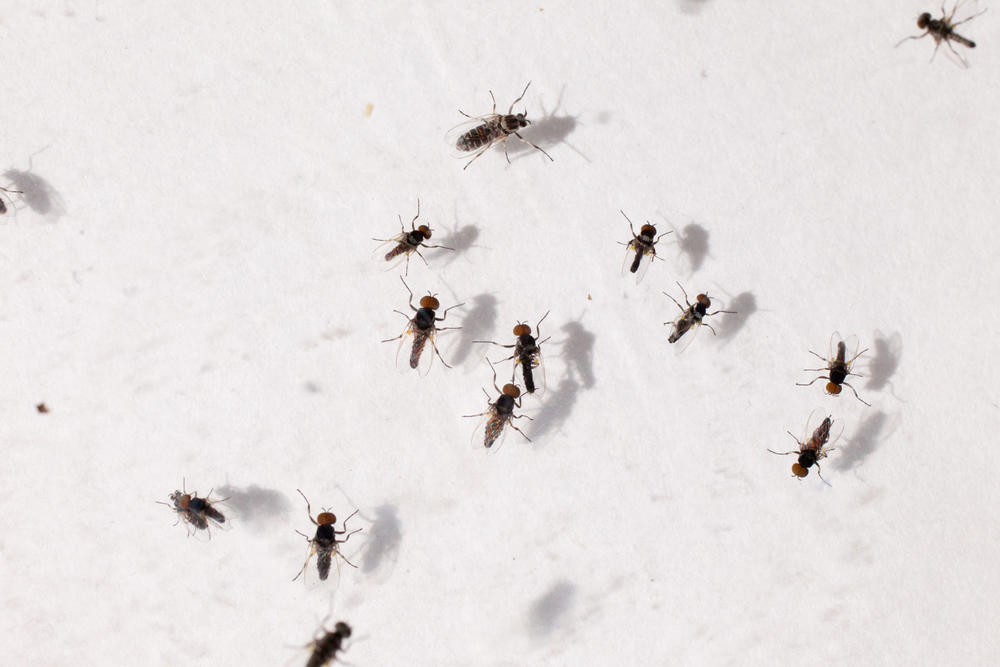 After months of above average rainfall, gnats are showing up in unlikely parts of Georgia