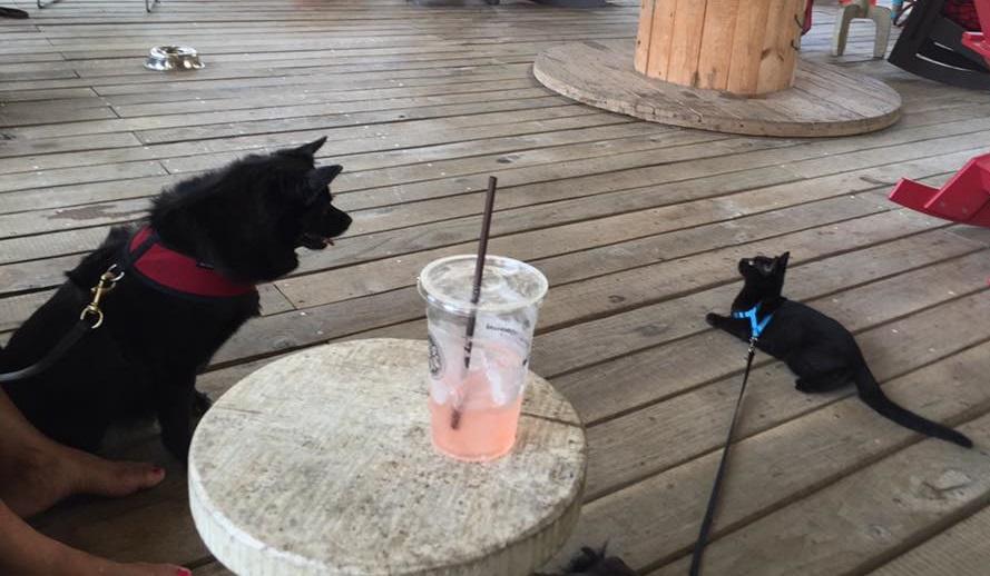 On Second Thought producer Sean Powers has trained his cat Alonso to walk outside on a leash, so he can be outdoors without being unattended. Here's Alonso next to a large dog at a coffee shop in Atlanta.