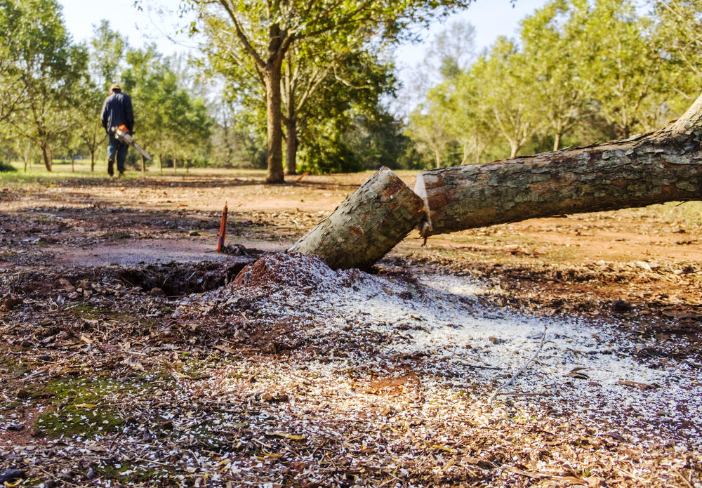 Eric Woods walks away from a young pecan tree he had to cut down after it was mortally wounded by Hurricane Michael.