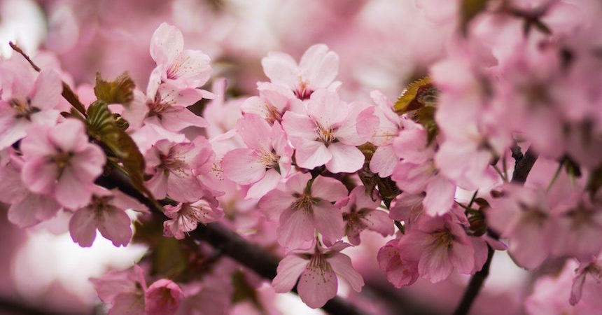 For 10 days, festival lovers are treated to an extravagant display of springtime color as they visit Macon to participate in the annual Cherry Blossom Festival.
