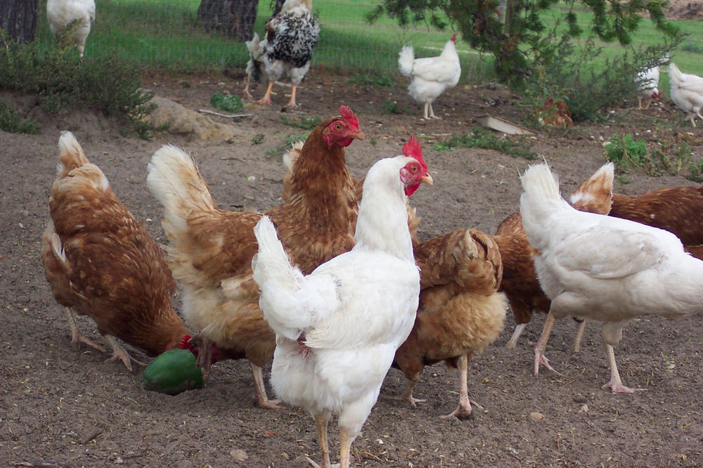 Chickens stand around in a farm house.