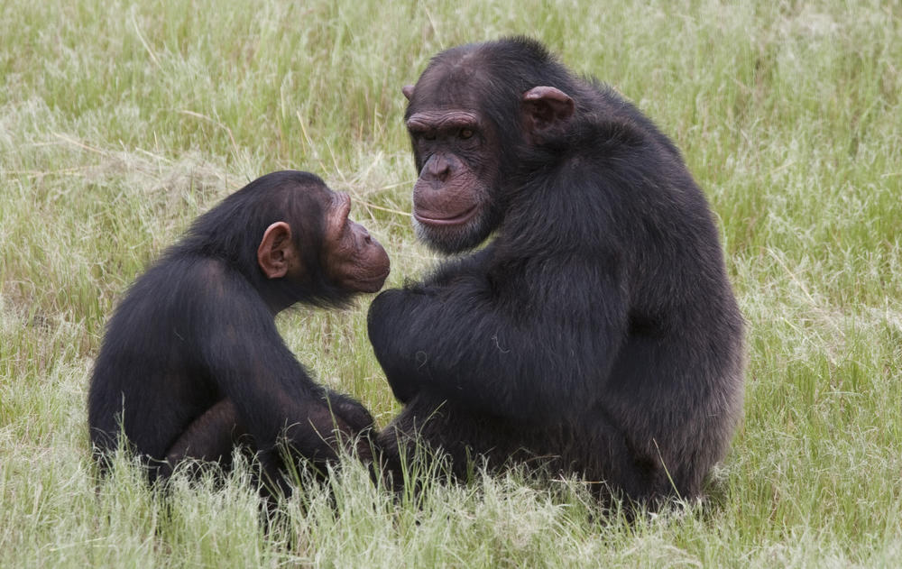 A pair of chimpanzees sit in an enclosure at the Chimp Eden rehabilitation center, near Nelspruit, South Africa.