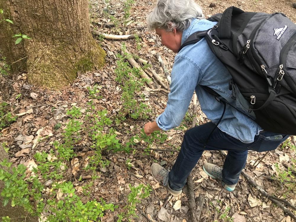 Kathryn Kolb with Eco Addendum describes some of the plants in Lionel Beecher Hills Park.