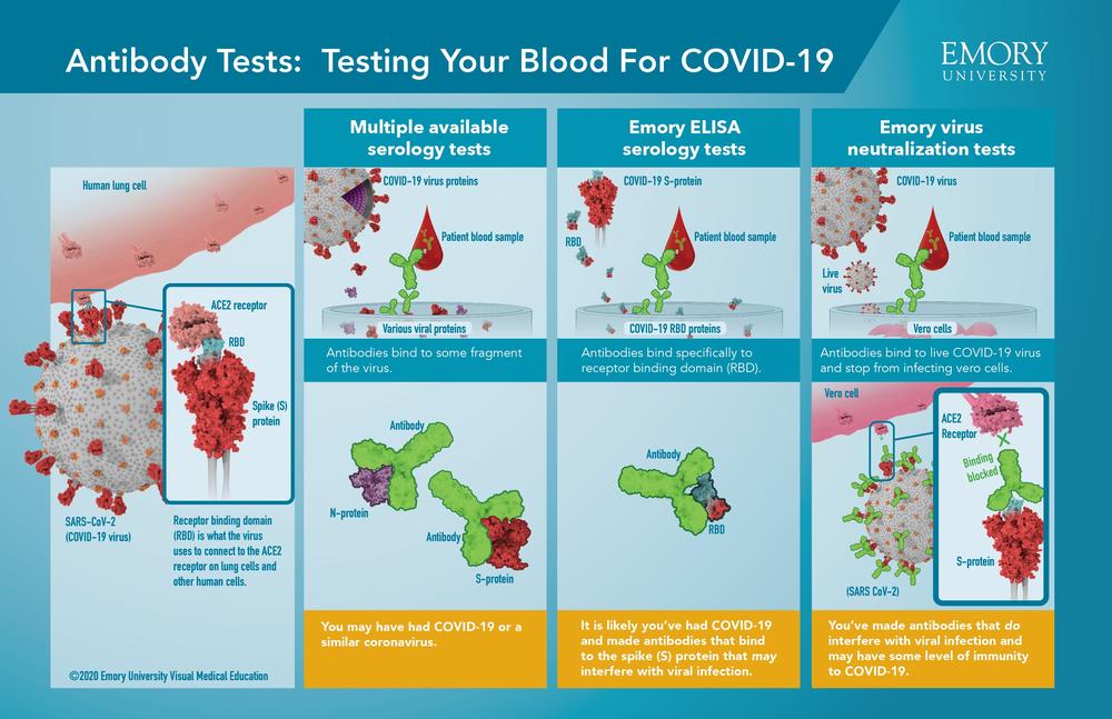 Emory S Antibody Study Sheds Light On Covid 19 Immunity Georgia Public Broadcasting