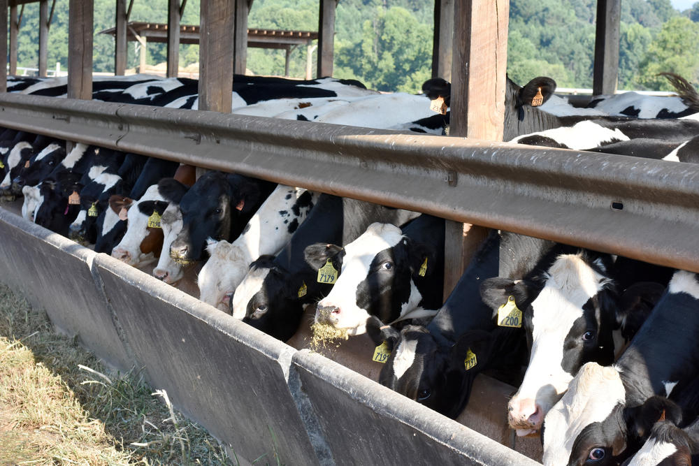 Cows.