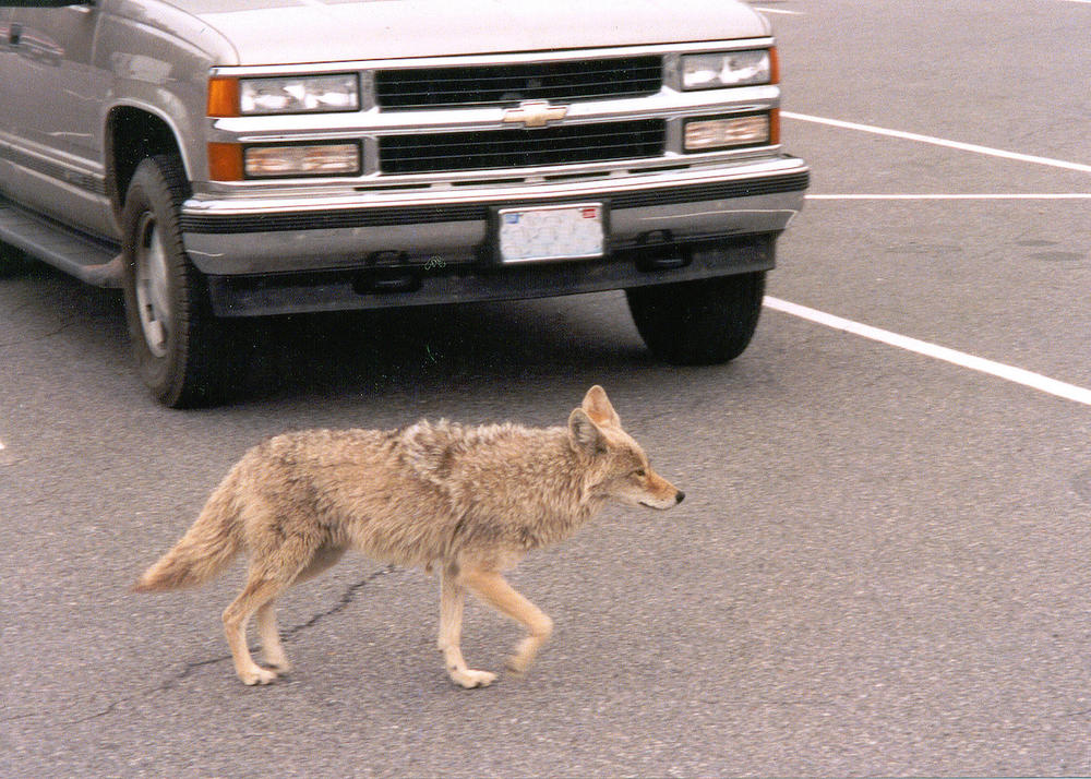 Georgia is promoting a plan to stage a coyote-killing contest in metro Atlanta.