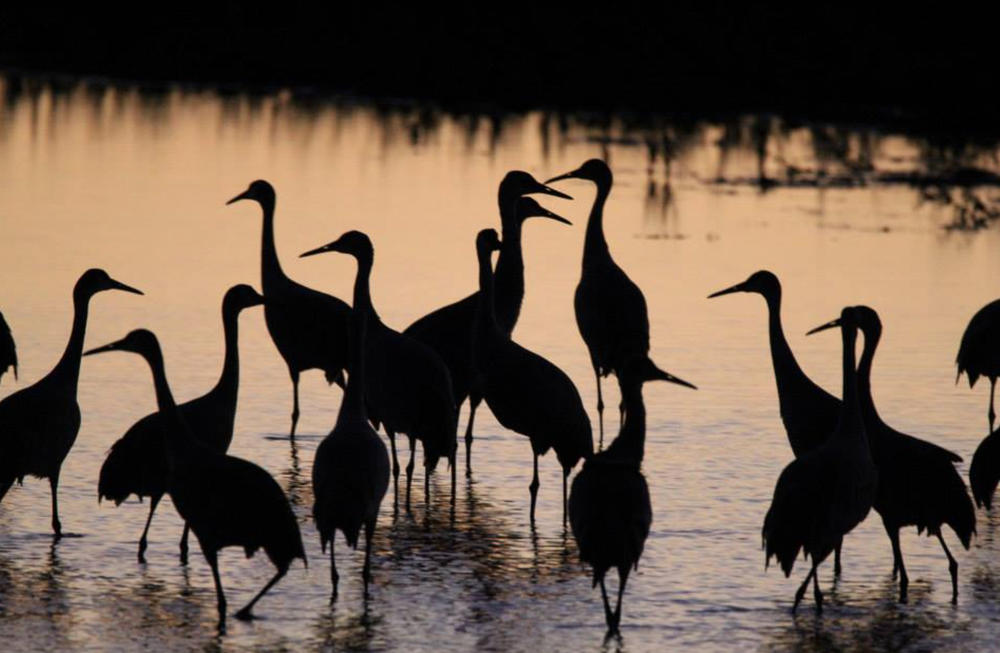 Sandhill cranes roosting knee deep in a middle Georgia winter pond. 