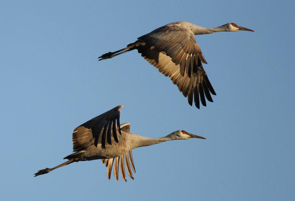 A pair of Sandhill cranes in flight. 
