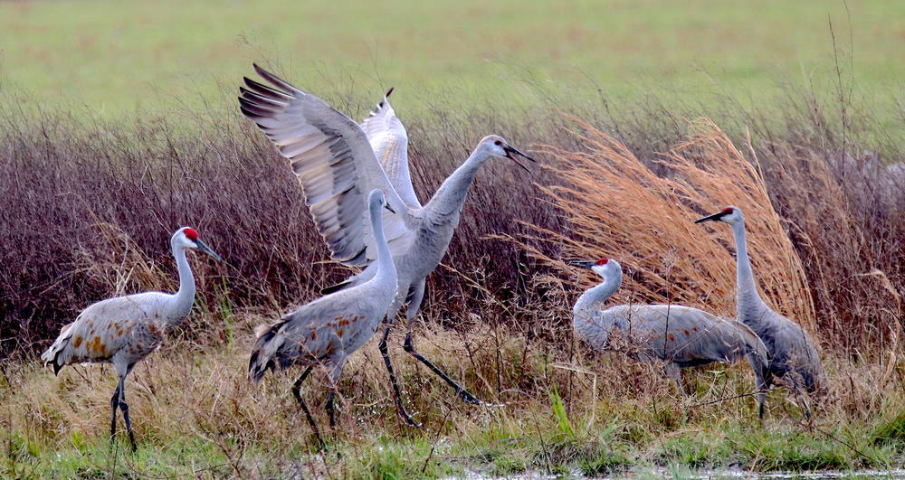 Sandhill cranes interacting in fallow winter farmland in Georgia. 