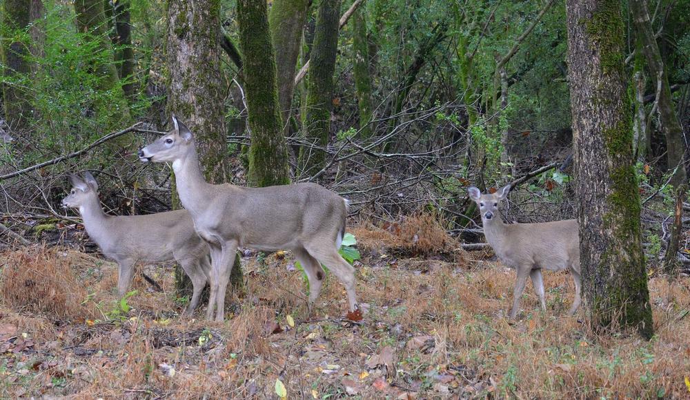 Deer