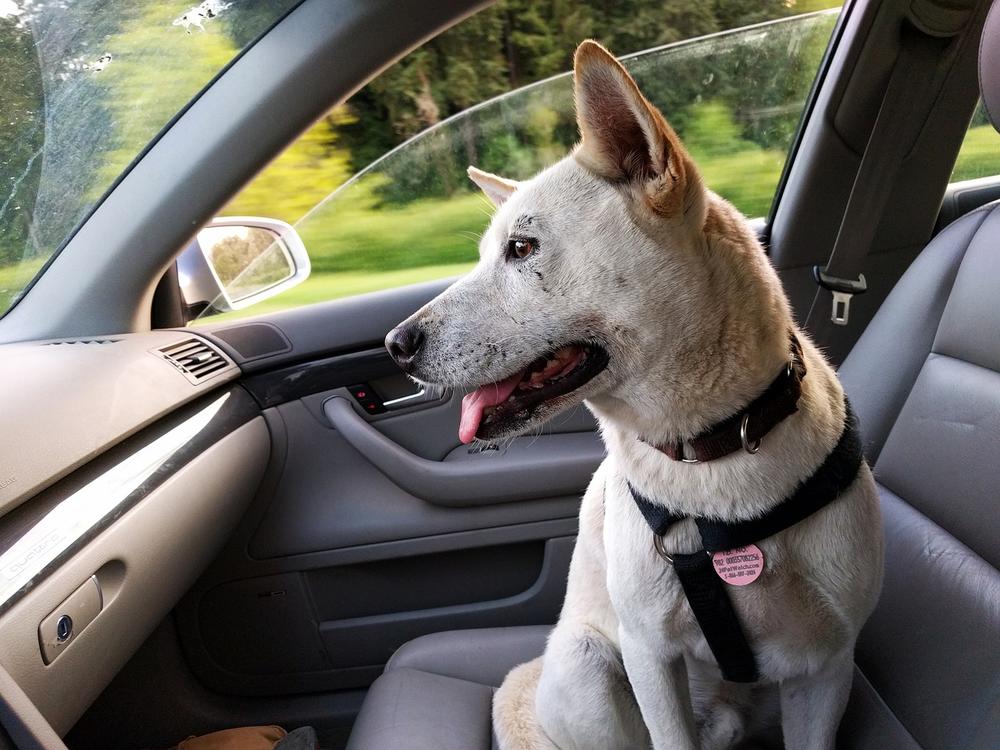Sen. Kay Kirkpatrick is proposing legislation that would protect people from a lawsuit if they damage a vehicle to rescue an animal in danger.
