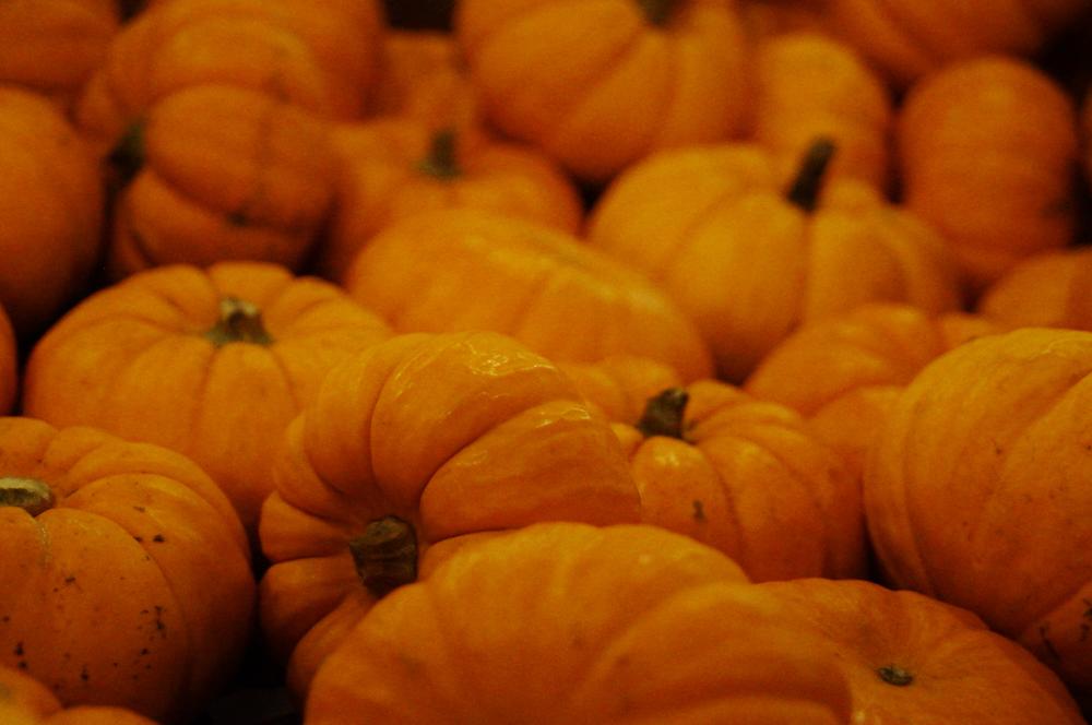 Randy's Pumpkin Patch prides itself in 