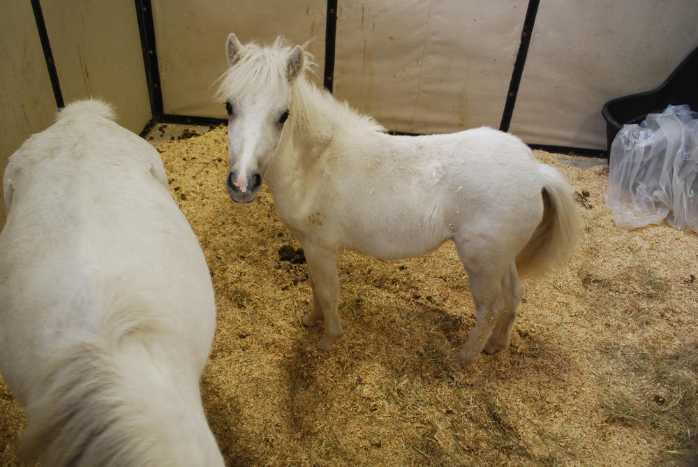 A pony foal is sheltered from Hurricane Irma in Perry, Georgia. 