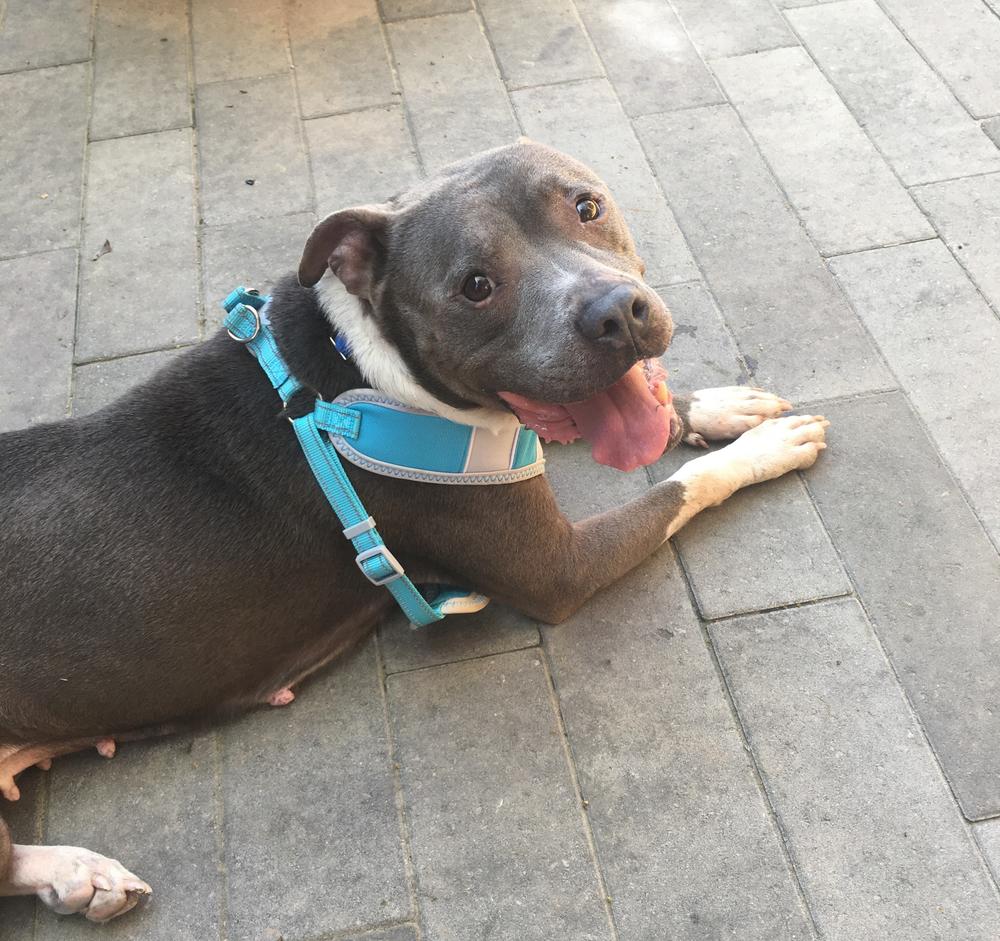 Eliza Jane is settling into her new home in Atlanta. She's keeping her new humans company during the coronavirus pandemic.