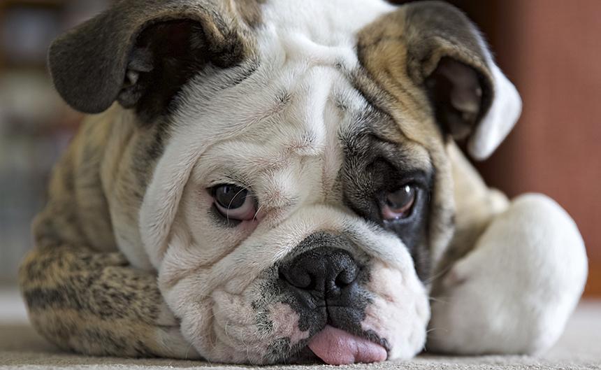 English bulldogs, beloved for their typically childlike personalities, are prone to a number of congenital health problems. 