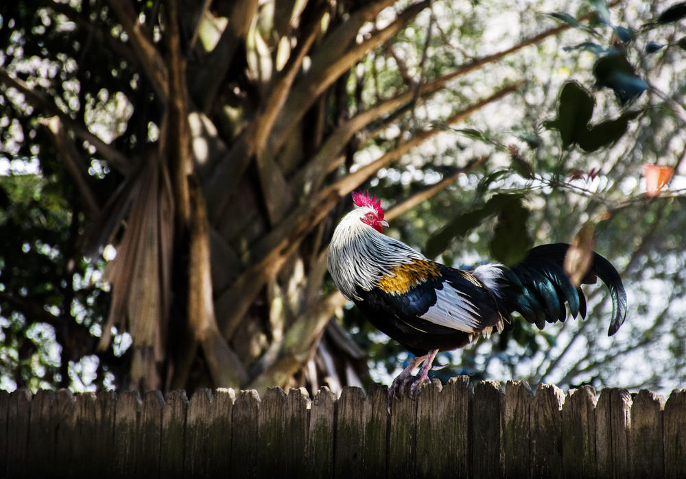 There are several hundred of the birds living wild in the South Georgia town of Fitzgerald.