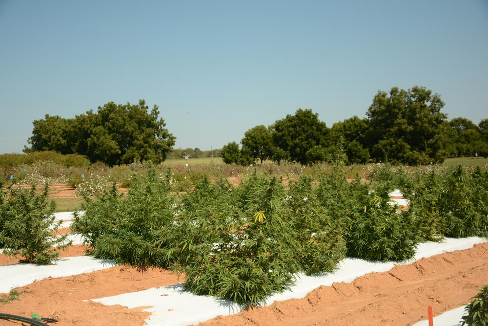 The industrial hemp fields at UGA are rather unassuming and are surrounded by a number of normal looking fields.