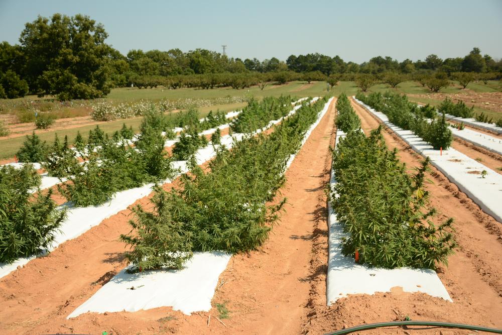 UGA planted more than 20 varieties of hemp to see which plants would flower better in the current conditions. 