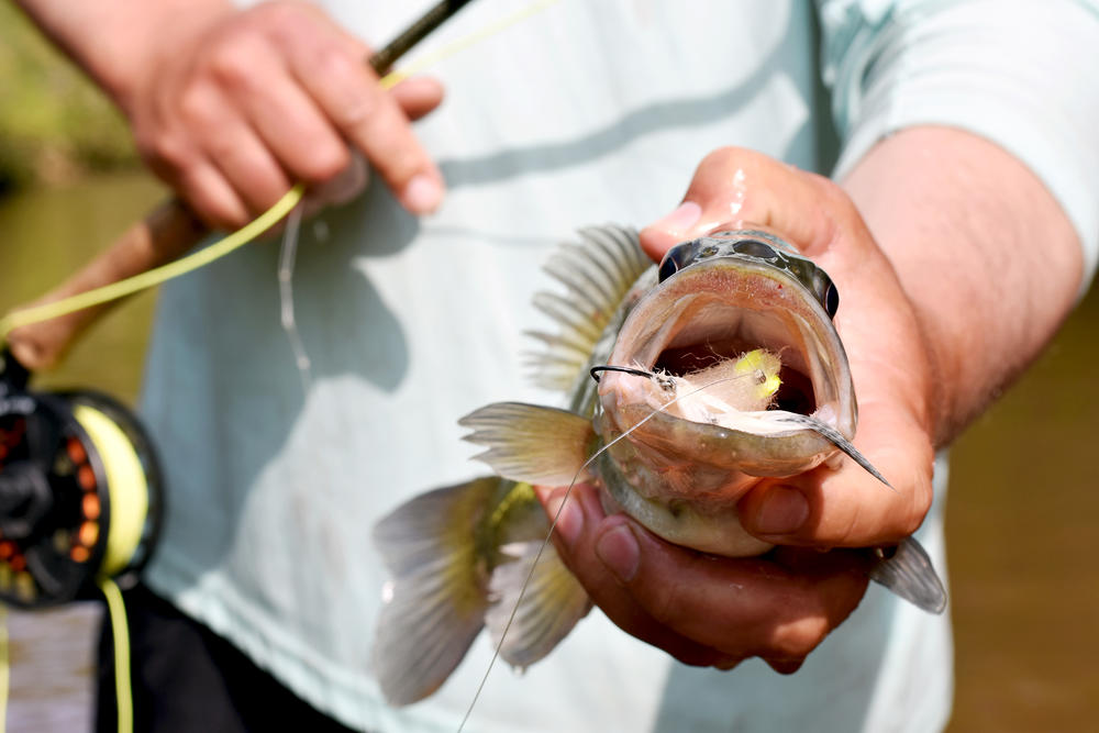 Fishing guide Allen Ragsdale holds a shoal bass caught from the Flint River. He wants more awareness for the pristine wilderness found near the rivers in Central Georgia and the shoal bass, but says the state needs to update regulations if the shoal bass bill passes.