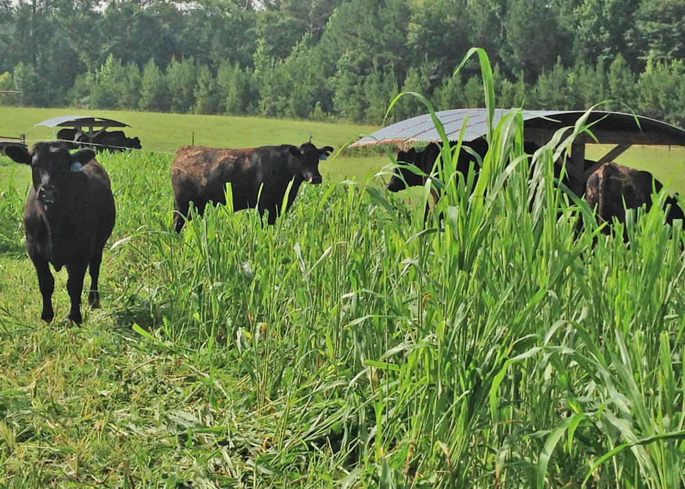 Cows foraging for oats