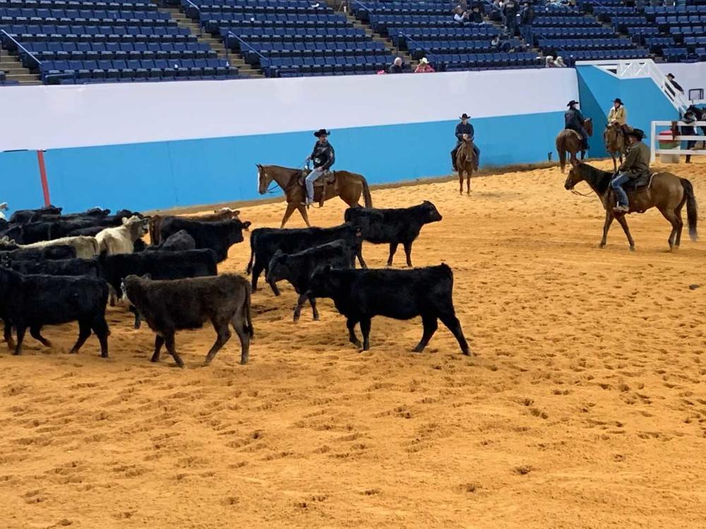A cutting horse rounds up cattle at The Augusta Futurity.