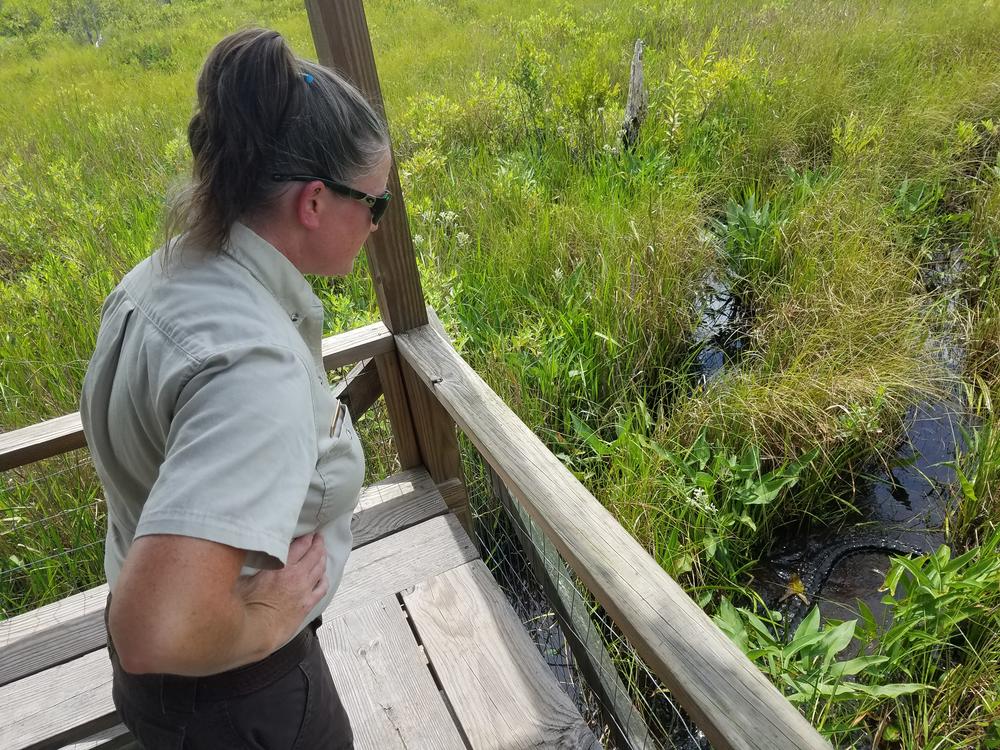 Ranger Susie Heisey observes an alligator moving in the water at Okefenokee National Wildlife Refuge