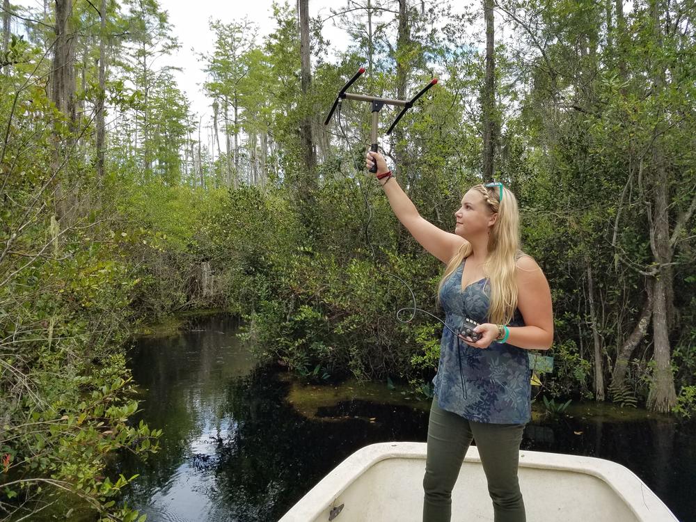 Kristen Zemaitis listens for a signal from an alligator's tracker.