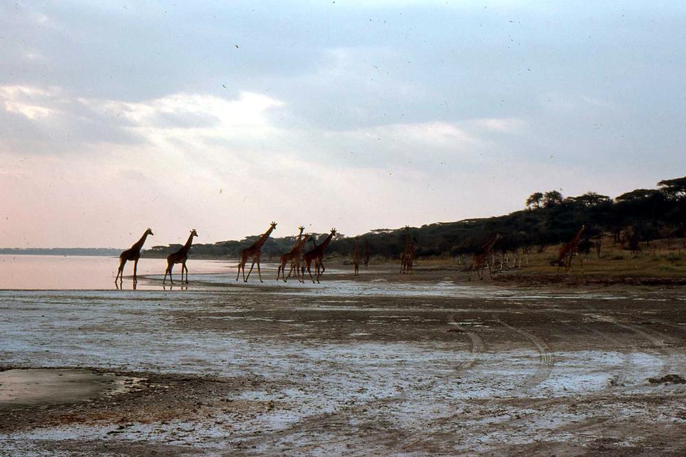 The Hominin Sites and Paleolakes Drilling Project examines human and geological history through minerals extracted from lakes including Lake Magadi (above), the southernmost lake in the Kenyan Rift Valley,