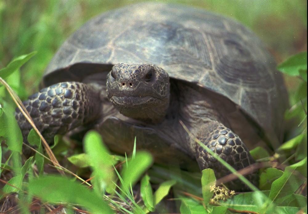 Gopher tortoises, Georgia's state reptile and a candidate for the endangered species list, live on the proposed mine site.