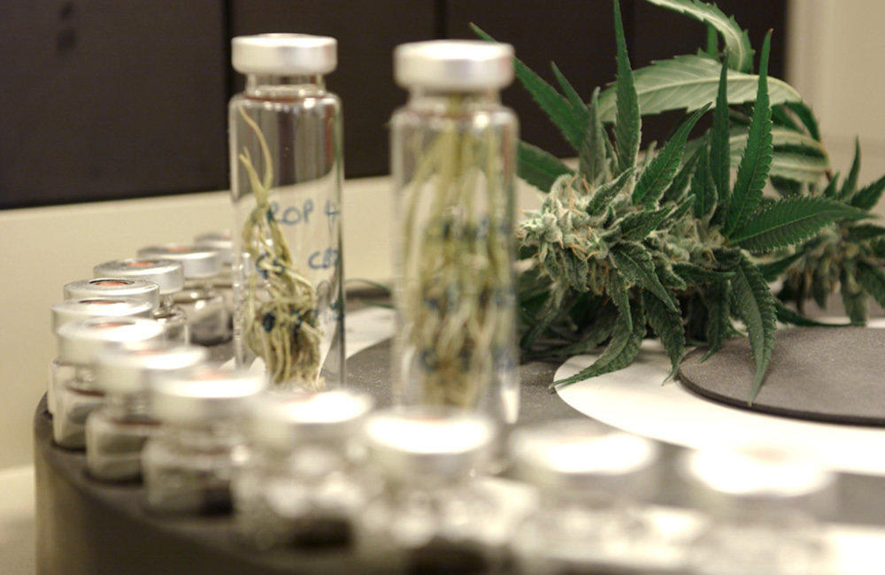 A strain of high-cannabidiol marijuana is used to create extracts used in experimental epilepsy treatments.