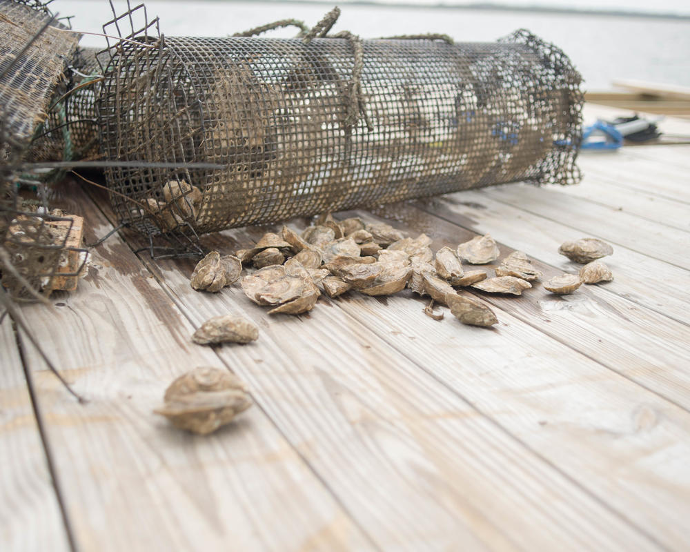 Through aquaculture, oyster farmers are able to grow single oysters. Gallant says the process could double what they make per oyster.