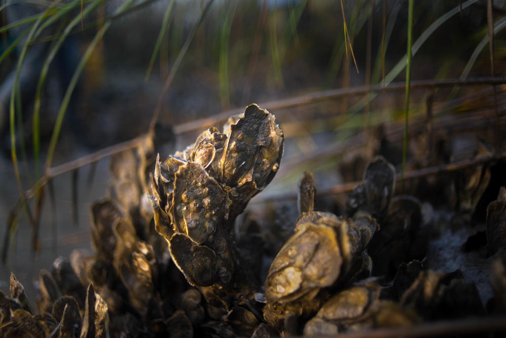 Wild Georgia oysters grow as muddy clusters along the state's 100-mile coast.