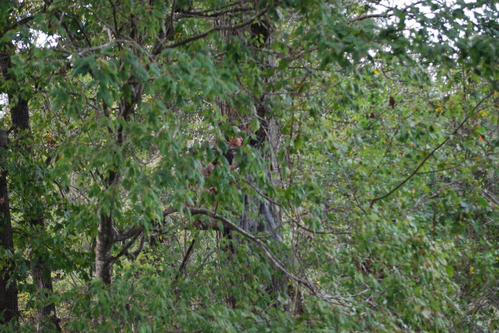 Evan Mixon waits to sight a deer. 