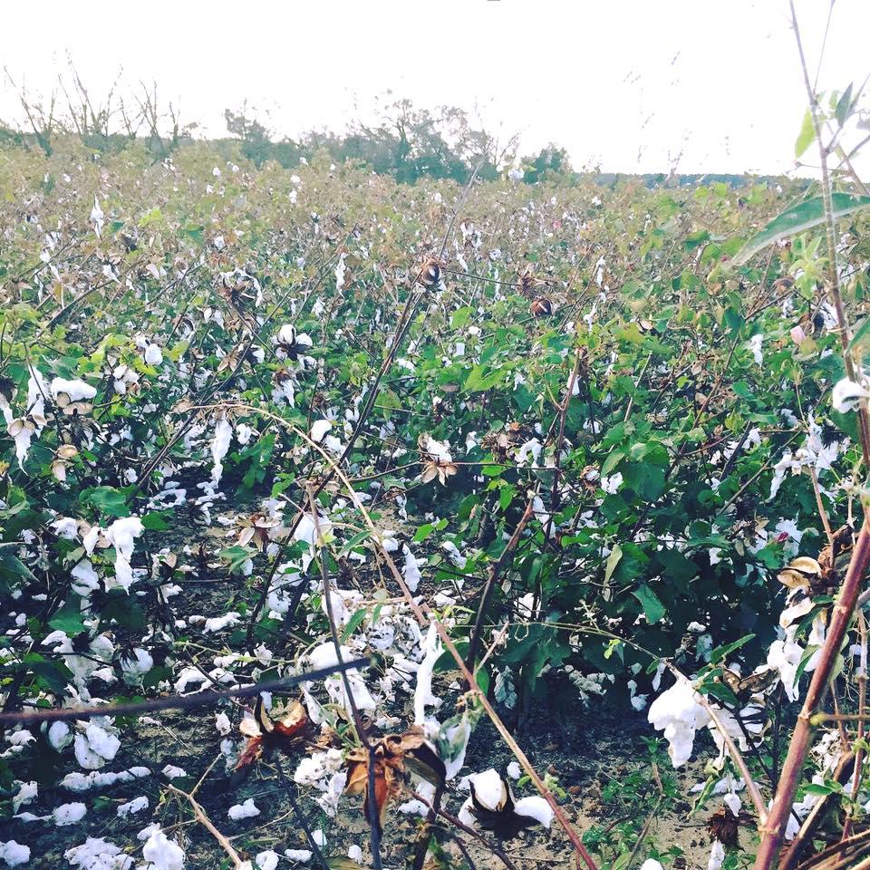 Cotton crops were damaged as Hurricane Michael ripped through the soutwest part of the state. 