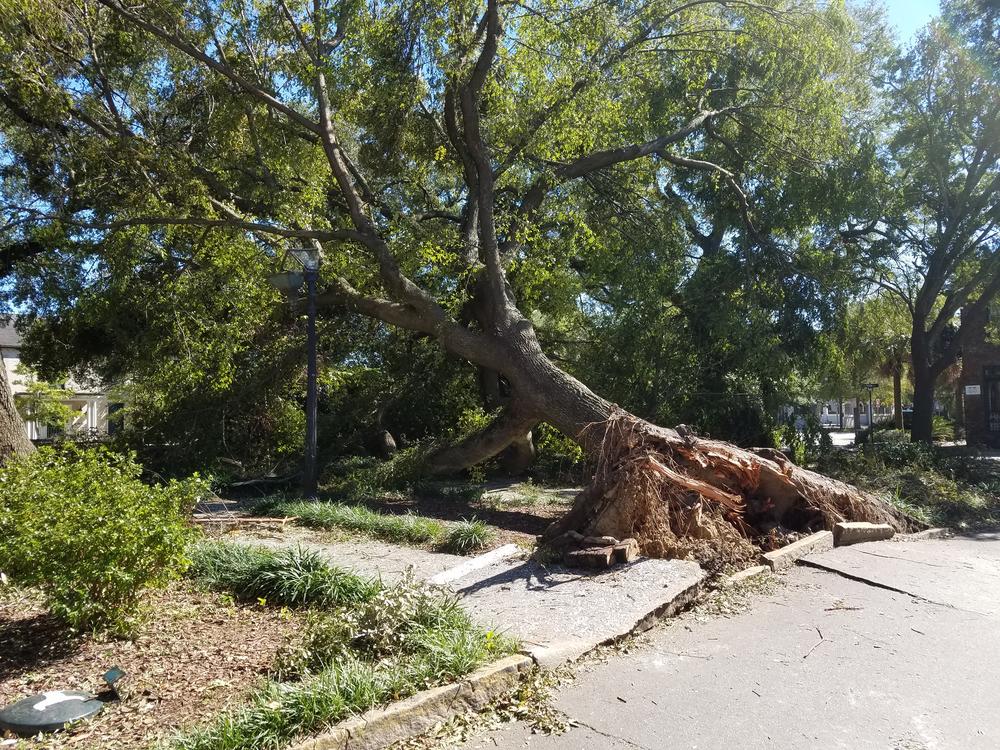 A tree in downtown Savannah uprooted by Hurricane Matthew in 2016. Experts recommend checking on and pruning trees before hurricane season.