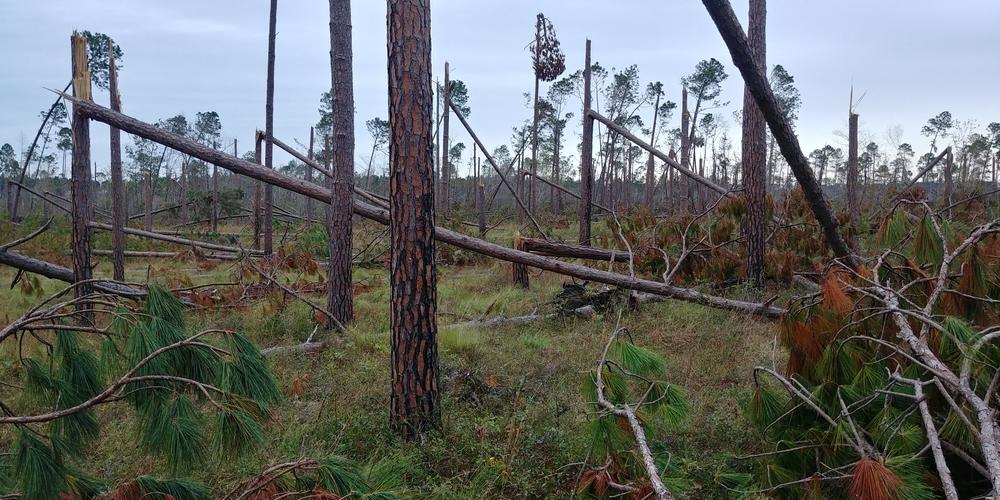 Downed longleaf pine trees in Southwest Georgia.