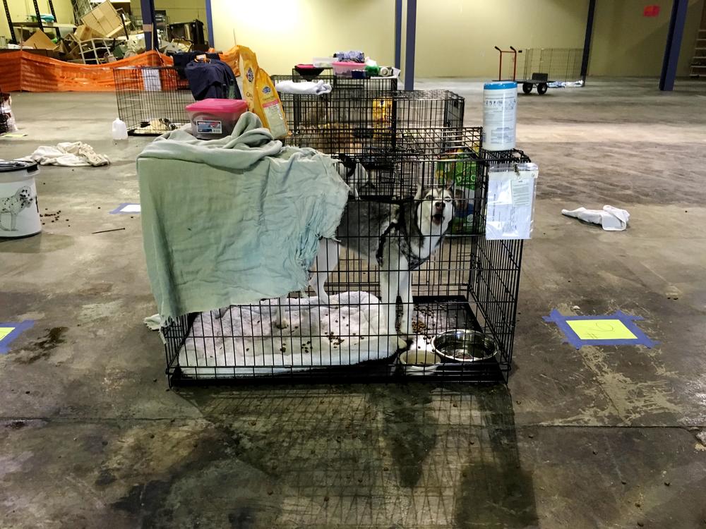 Sophia Ussery's Husky in a crate at the Macon pet evacuation center
