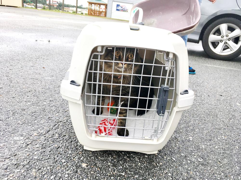 Kitty getting ready to return to Florida after staying at Macon's pet evacuation center