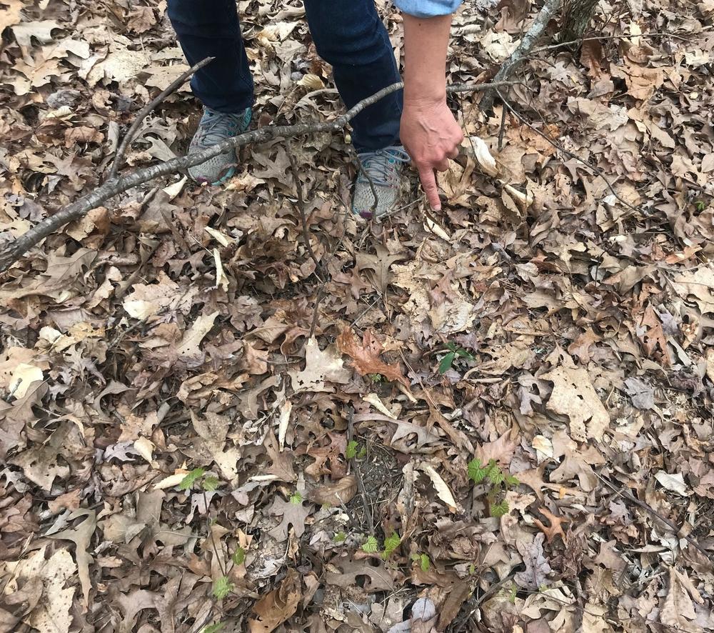 Kolb points out a native species of the forest, catesbai trillium