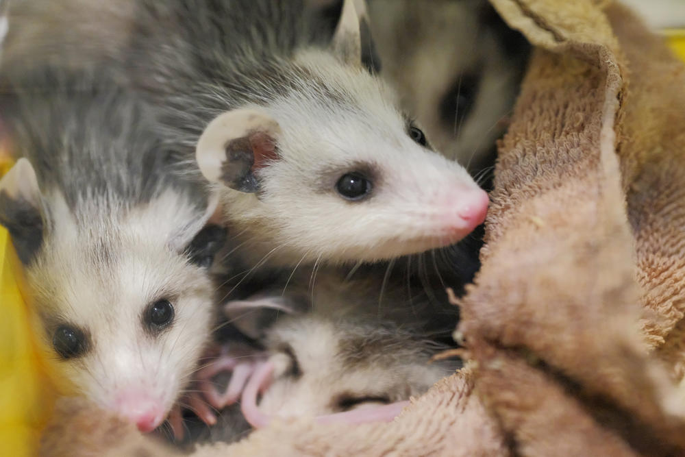 A few of the 19 opossums Kim Wright is raising in her laundry room. 