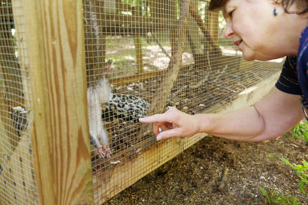 Luanne Brooker checks on a squirrel she and her husband John raised from infancy just after taking it to an enclosure in their Sandersville backyard. 