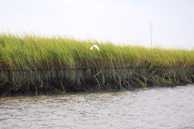 Oil found in marsh on the Georgia coast.