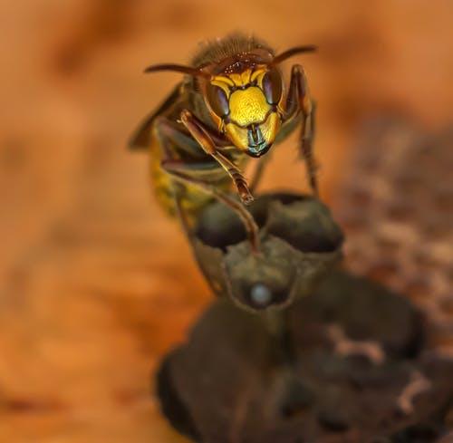 The hornet was sighted for the first time in the U.S. last December, when the state Department of Agriculture verified two reports near Blaine, Washington, close to the Canadian border.  