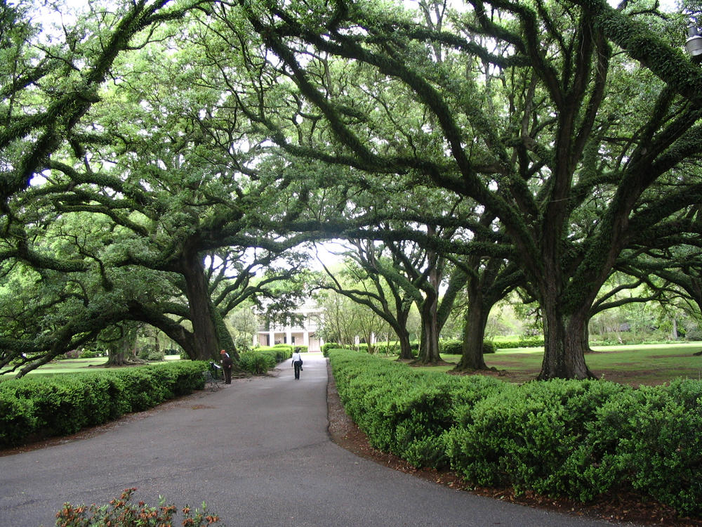 Live oak trees captured in Vacherie, Louisiana, in 2008.