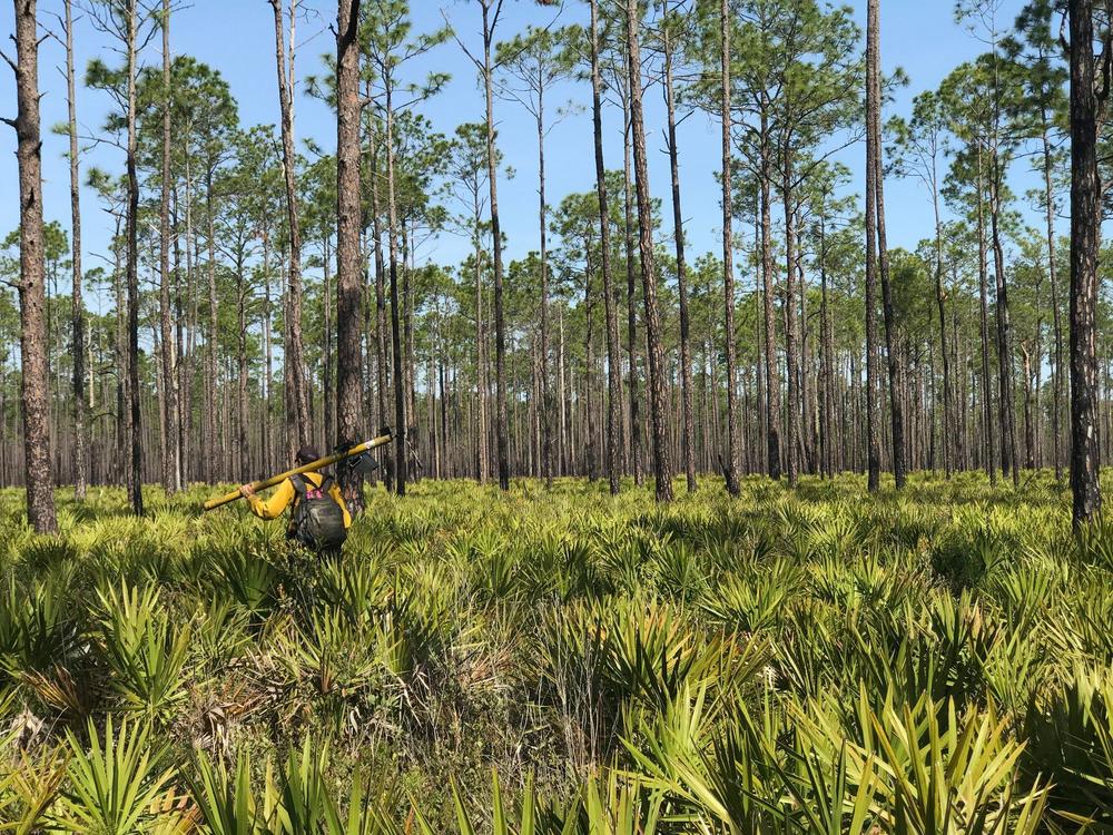 Clearing in Okefenokee National Wildlife Refuge