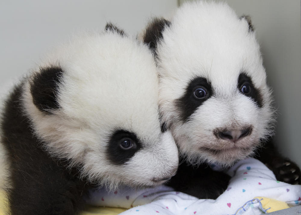 This Dec. 9, 2016 photo provided by Zoo Atlanta, shows giant panda twins Ya Lun, left, and Xi Lun in Atlanta. The names were revealed at a naming celebration Monday, Dec. 12, their 100th day of life, in accordance with Chinese tradition. 